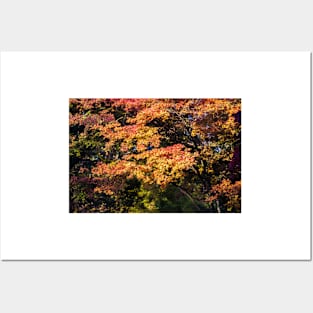 Maples in Glorious Autumn Colour Posters and Art